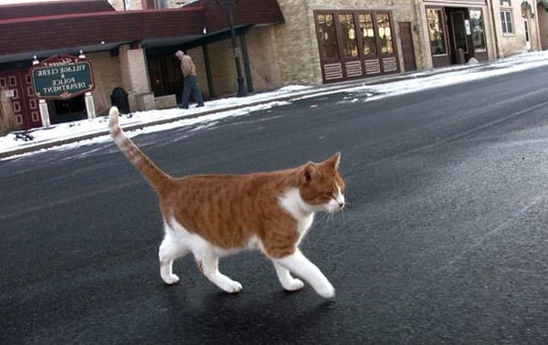рыжий кот идет через дорогу