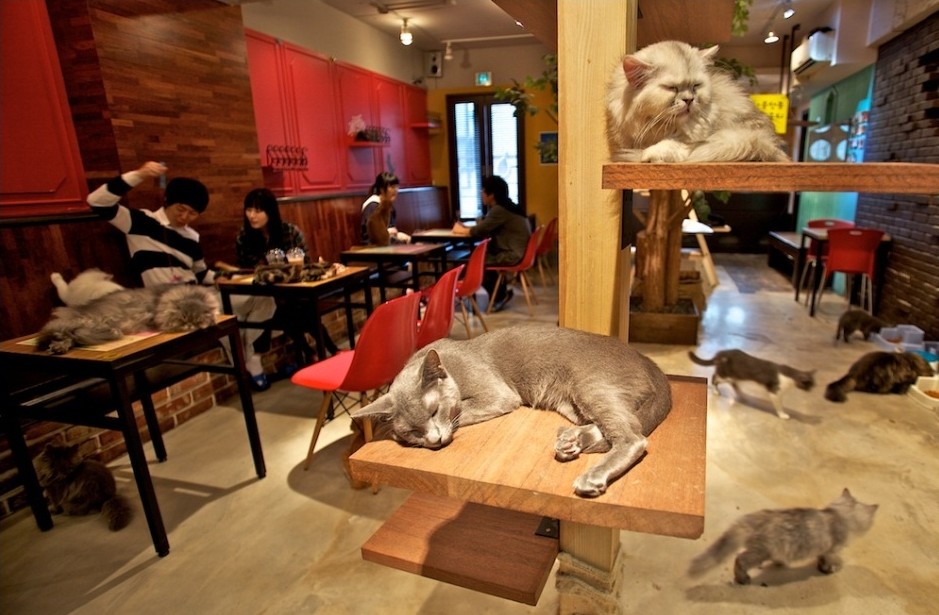 Парижские кафе: Теперь с кошками?