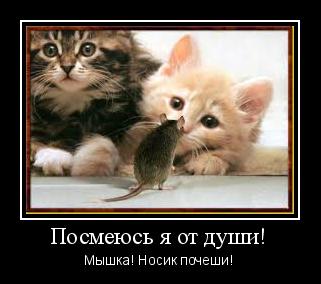 мотиватор рыжий кот мышка Кот любит, когда ему чешут нос!