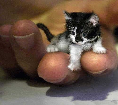 Самый маленький кот в мире.