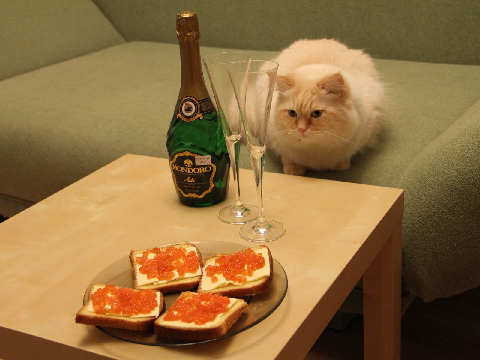 фотографии рыжих котов, рыжий кот пушистый красивый смотрит на бутерброды с икрой
