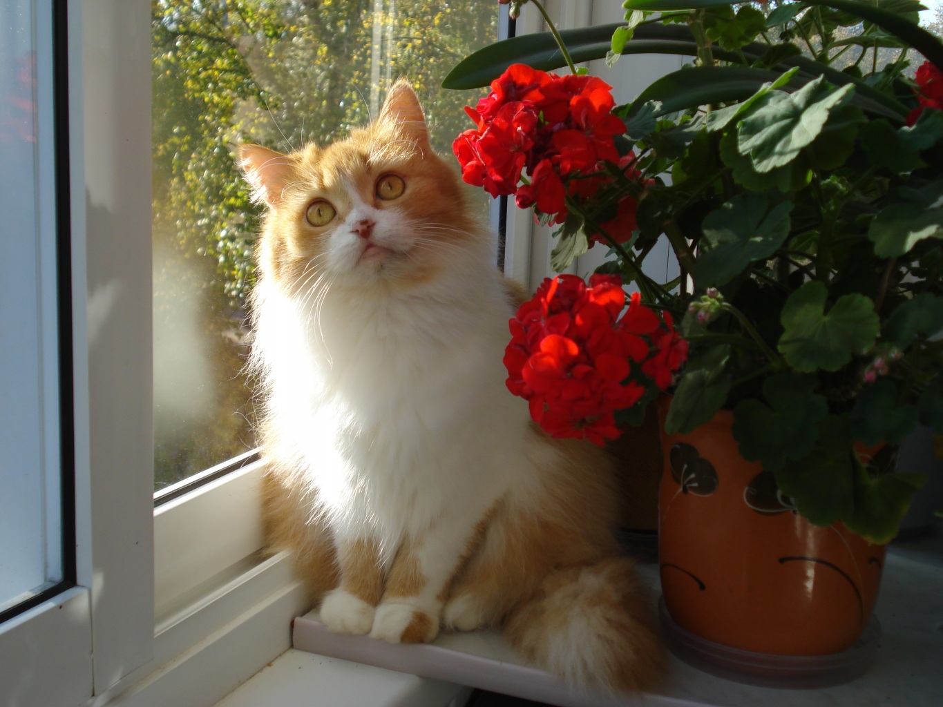 бело-рыжий кот кошка сидит у окна рядом с цветками красивыми