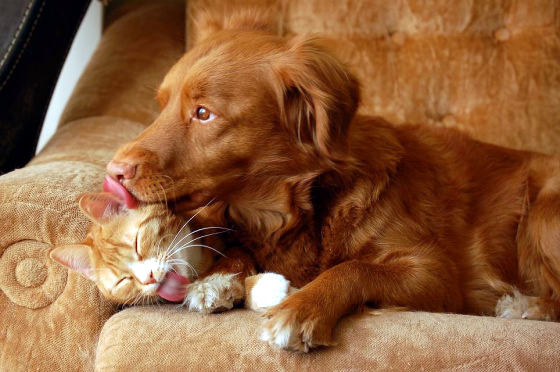 red cat and dog