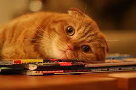 рыжий кот на журнале лежит