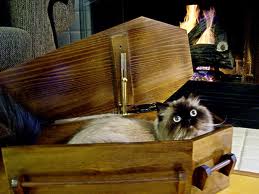 Почему кошки лезут в гроб?