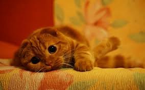 рыжий кот фотография красивый лежит на диване