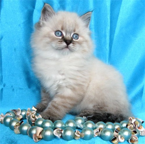 маленький котенок белый и пушистый на голубом фоне с бусами