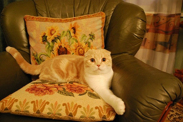 кот рыжий с белым лежит на диване красивый