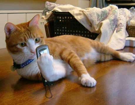 фото кошка рыжая смотрит е втелефон