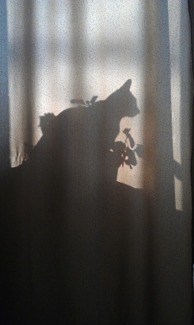 фото кошки тень красивая мистика